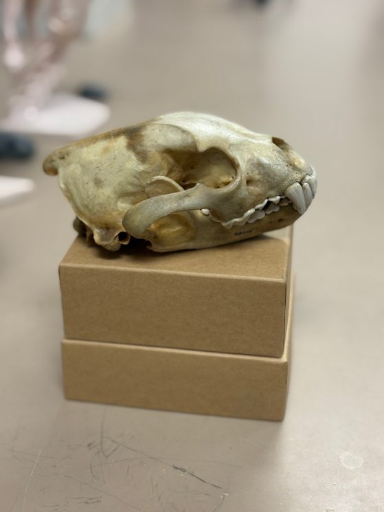 wolverine skull