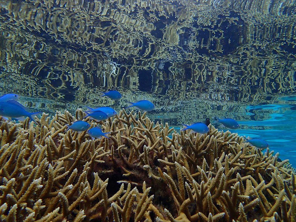 Bright blue Chromis fish on acropora coral at a back reef on the French Polynesian island of Mo’orea. Image credit: Kelly Speare