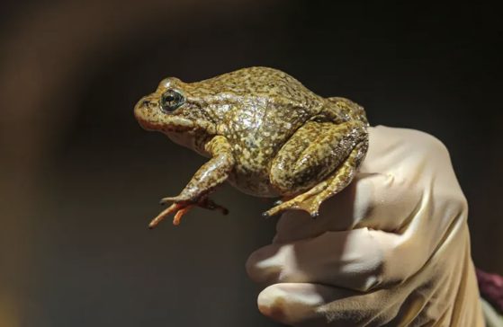 USGS biologist holds an endangered yellow-legged frog recovered from a fire-ravaged stretch of Little Rock Creek, just off Angeles Crest Highway 2 near Wrightwood in the San Gabriel Mountains. (Irfan Khan / Los Angeles Times via Getty Images)