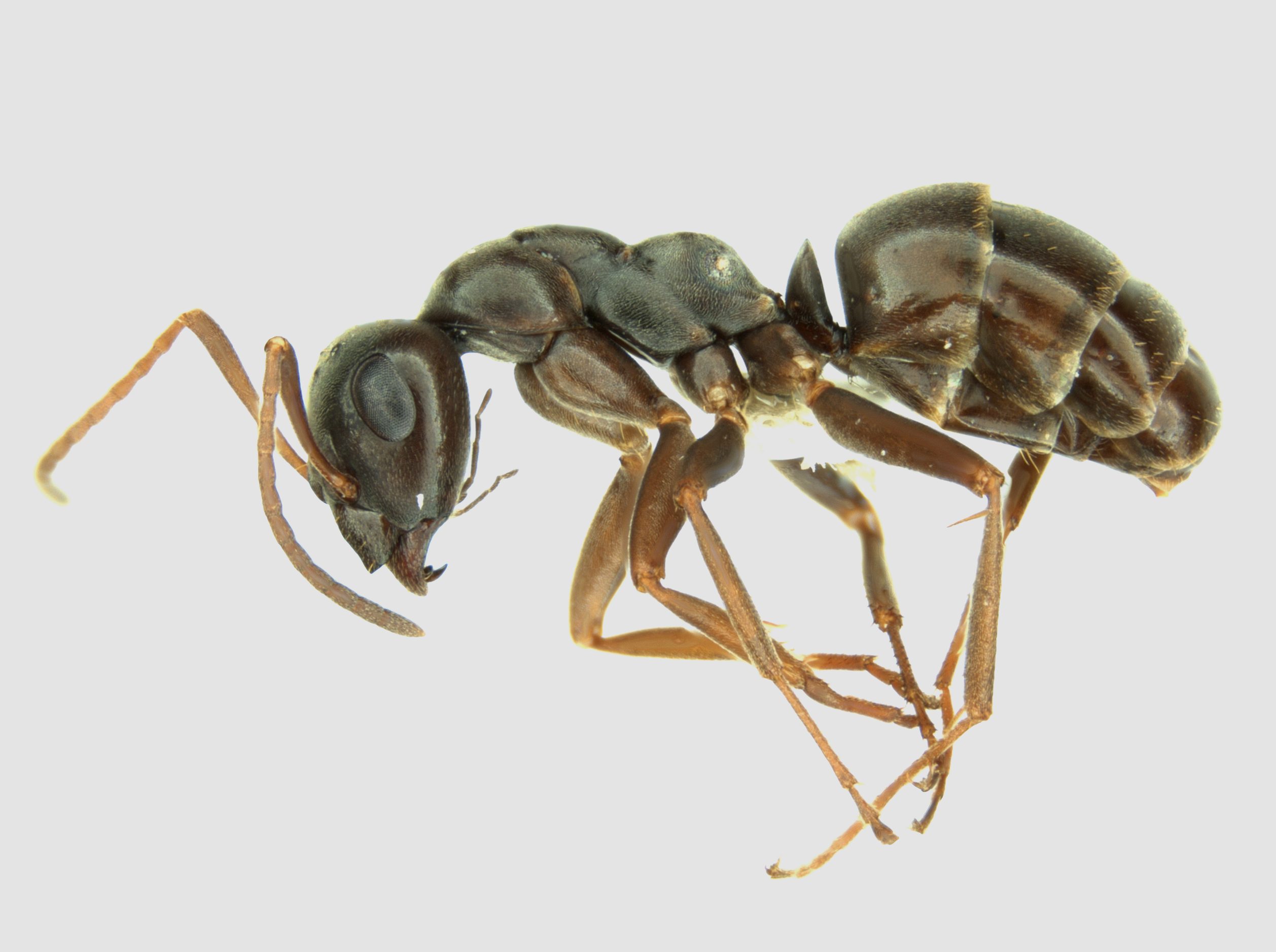 Ant - Formica fusca