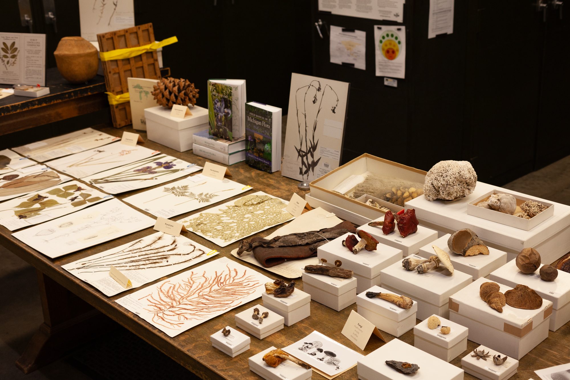 Collections at the Herbarium