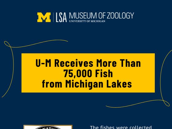 U-M Fish Collection Receives More Than 75,000 Specimens from Michigan Lakes