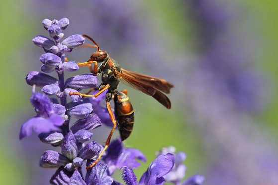 paper wasp on a purple flower