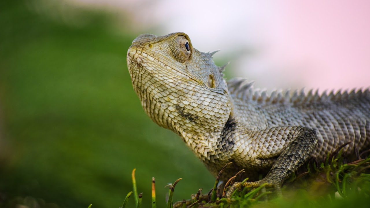 Image or reptile