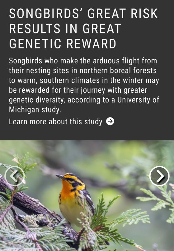 Songbirds’ great risk results in great genetic reward