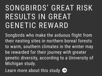 Songbirds’ great risk results in great genetic reward