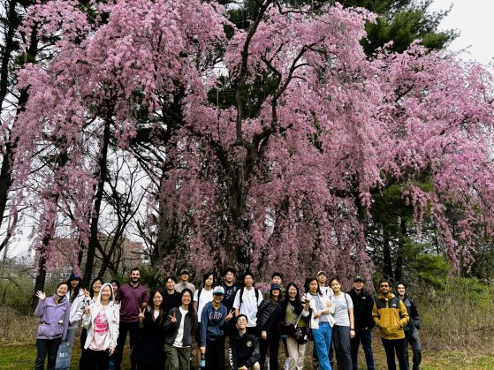 A group of students standing under a cherry blossom tree 