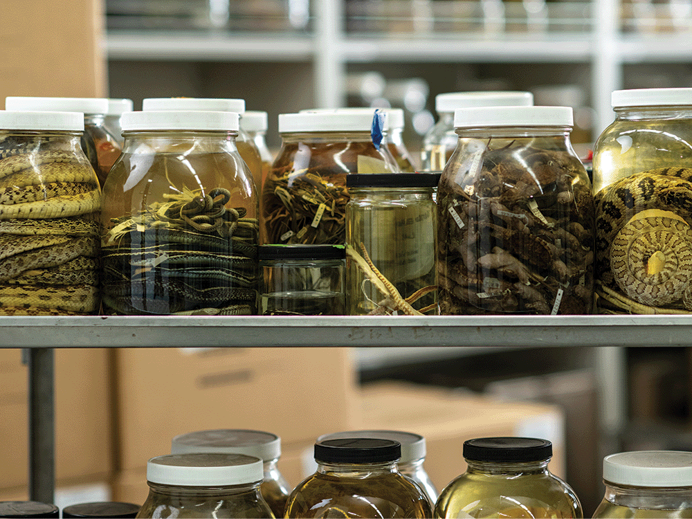 Jars of snakes preserved in alcohol at the University of Michigan's Research Museums Center. U-M recently acquired tens of thousands of additional reptile and amphibian specimens—including roughly 30,000 snakes—and now hosts the world's largest research collection of snakes, according to museum curators. Image credit: Eric Bronson, Michigan Photography.