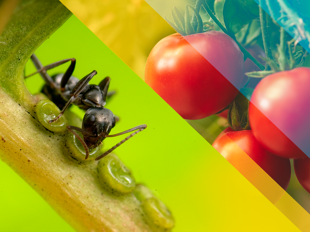 A composite of 2 images. One is of an ant on a tomato stem, and the other is an image of 4 red ripe tomatoes still on the vine.