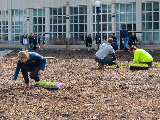 Three U-M students planting greenery in front of the Undergraduate Science Building. 