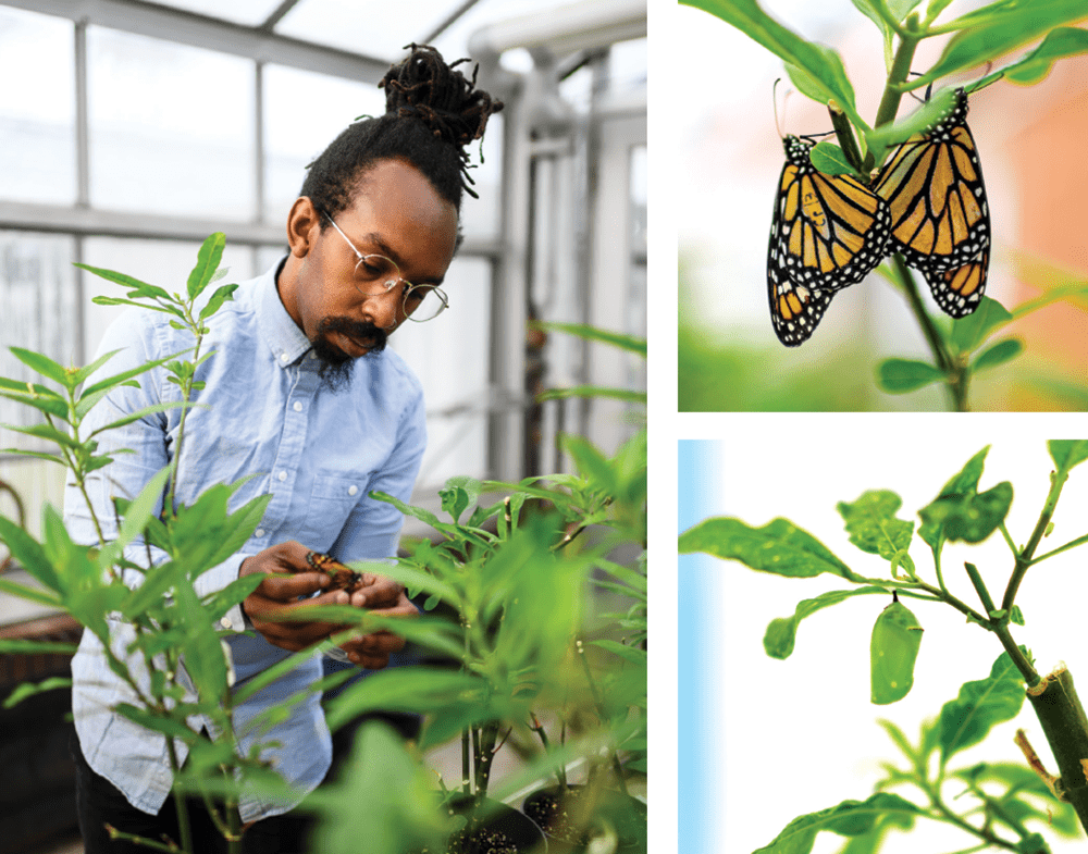 A composite of three photos. 1. Green handling a monarch 2. two monarchs attached to milkweed 3. milkweed 