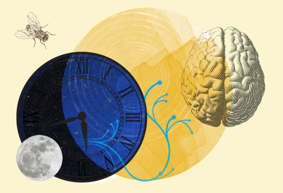 An illustrated design with a small moon, a large clock, a larger sun, and a brain.