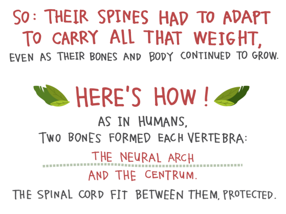 So: Their spines had to adapt to carry all that weight, even as their bones and body continued to grow. Here's how! As in humans, two bones formed each vertebra: the neural arch and the centrum. The spinal cord fit between them, protected.