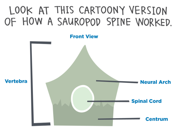 Look at this cartoony version of how a sauropod spine worked.