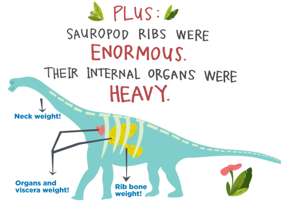 Plus: Sauropod ribs were ENORMOUS. Their internal organs were HEAVY.