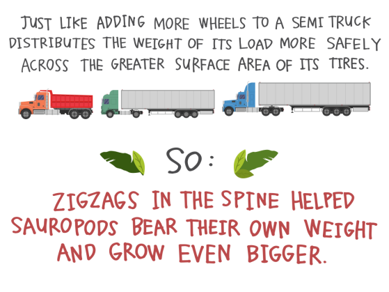 Just like adding more wheels to a semi truck distributes the weight of its load more safely across the greater surface area of its tires. So: Zigzags in the spine helped sauropods bear their own weight and grow even bigger.