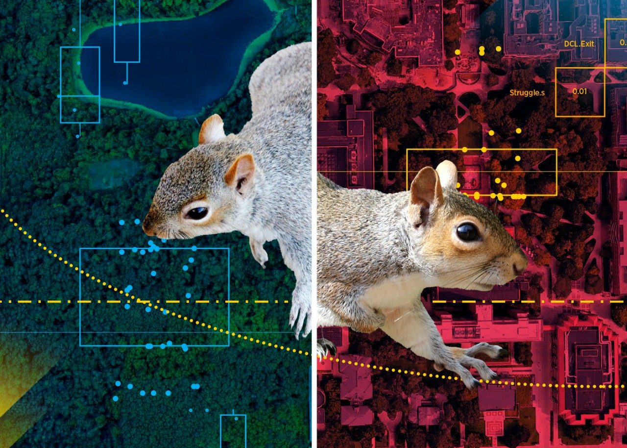 Collage of two squirrels, one in a rural setting and one is an urban setting