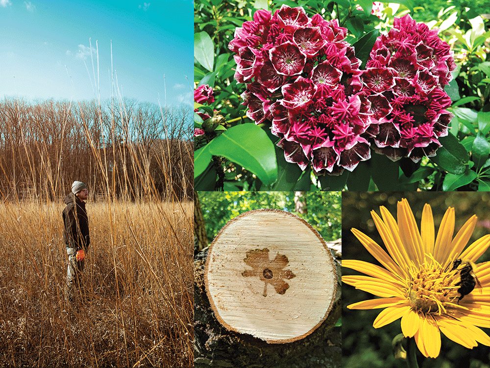 A collage of images with alum Chad Machinski standing in a field at The Arb along with images of flowers he has taken at The Arb.