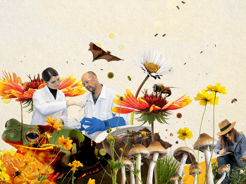Two people in white lab coats examine a scientific label. A researcher in a sun hat kneels and writes on a clipboard. They are surrounded by imagery from nature, including a bat, mushrooms, flowers, and bees.