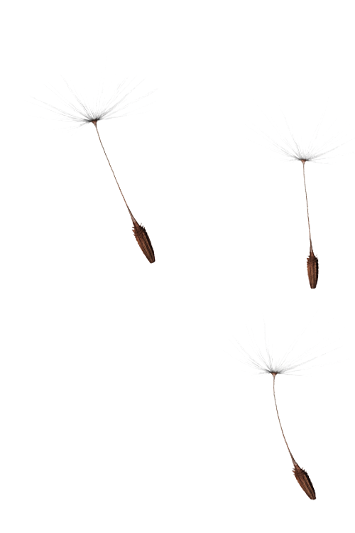 Several dandelion stems float against a white background.