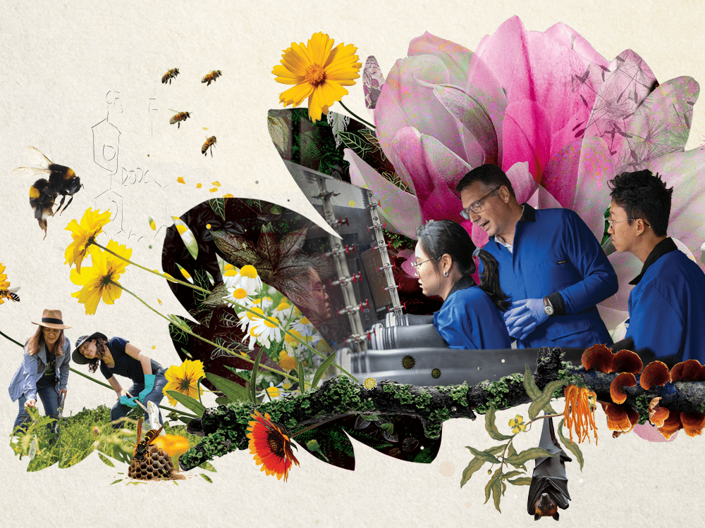 Two faculty members wearing hats stand outside and look downward at grasses and other plants. Three people in lab coats work in a science lab. Photos of flowers, bees, a bat, and other objects from nature surround them.