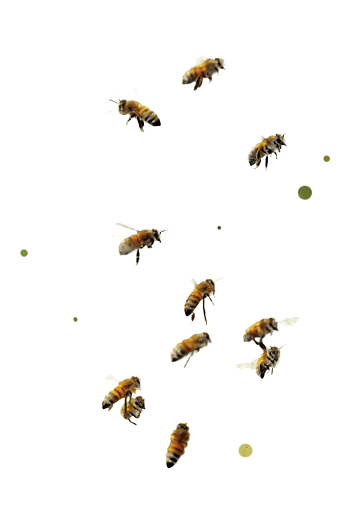 Several honey bees are pictured against a white background.
