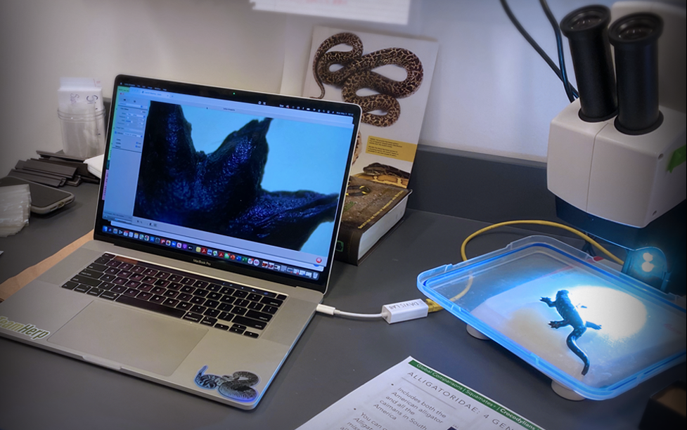 Image of a toy salamander under a microscope that’s connected to a computer and used to teach students vocabulary to refer to different parts of the animal. 