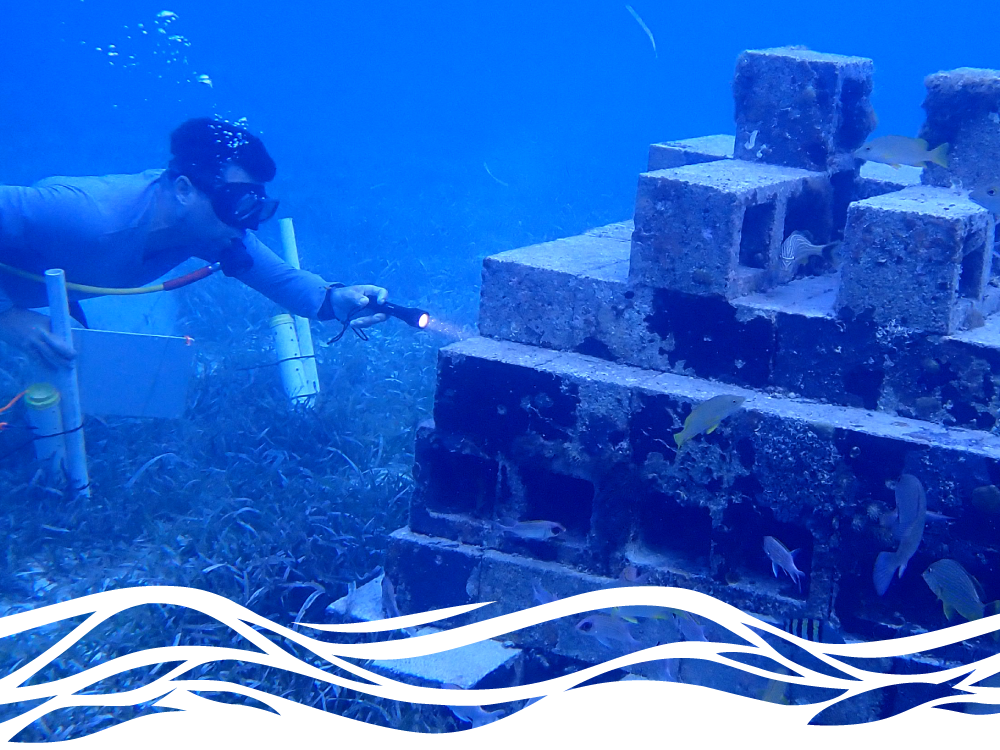 Jacob Allgeier scuba dives and uses a flashlight to look at one of his artificial reefs, which is surrounded by fish.