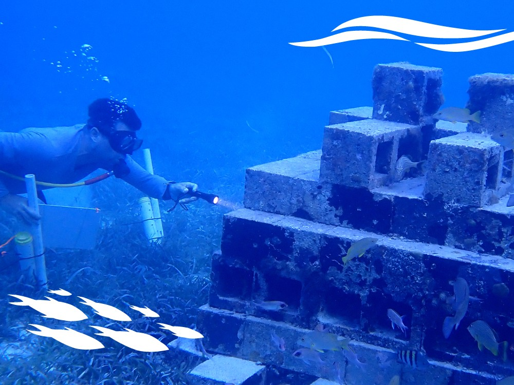 Jacob Allgeier scuba dives and uses a flashlight to look at one of his artificial reefs, which is surrounded by fish.