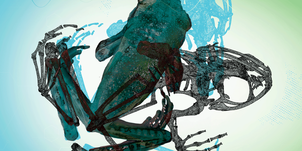 A digitized image of a white-lipped, bright-eyed frog known as boophis albilabris.