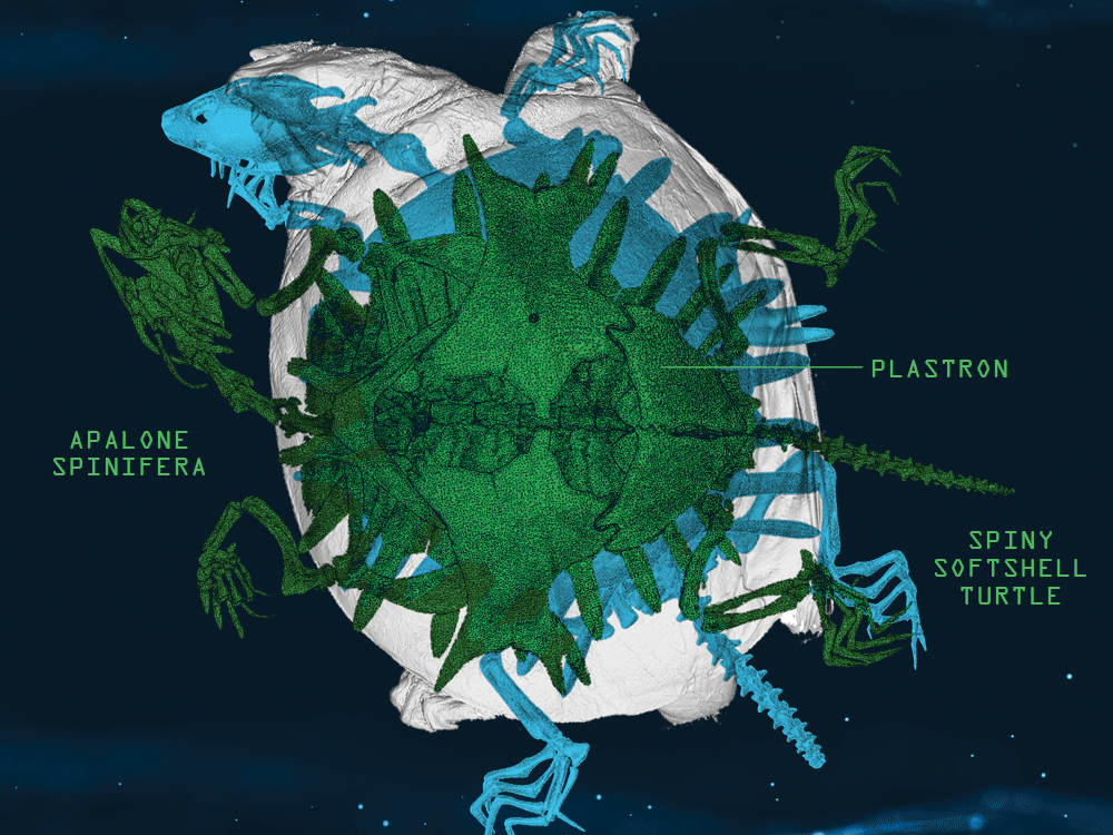 Scan of a spiny softshell turtle showing the skeleton, tissue, and the mesh rendering of the turtle’s underside.