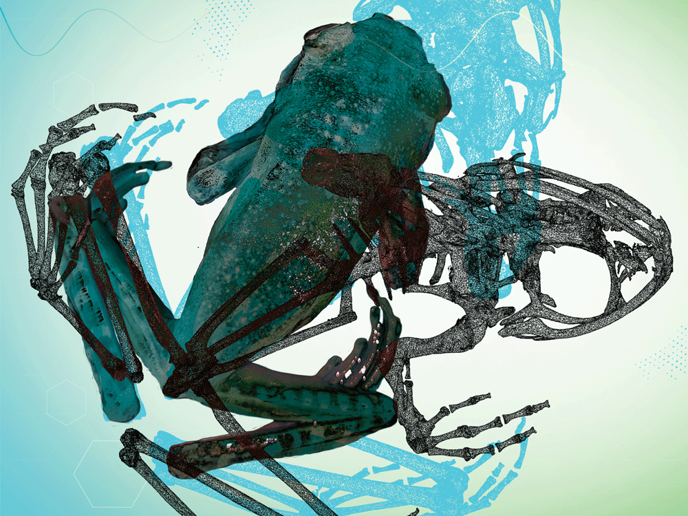 A digitized frog