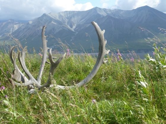 A scene from Alaska features a pair of antlers rest in a meadow of wildflowers and grass in the foreground. In the background is a bay or lake in front of mountains with snow-covered peaks.