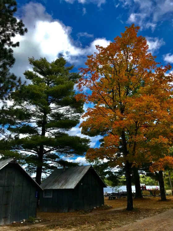 Two cabins on the lake at UMBS in the fall. One of the trees has turned orange. The lake sits behind the cabins,