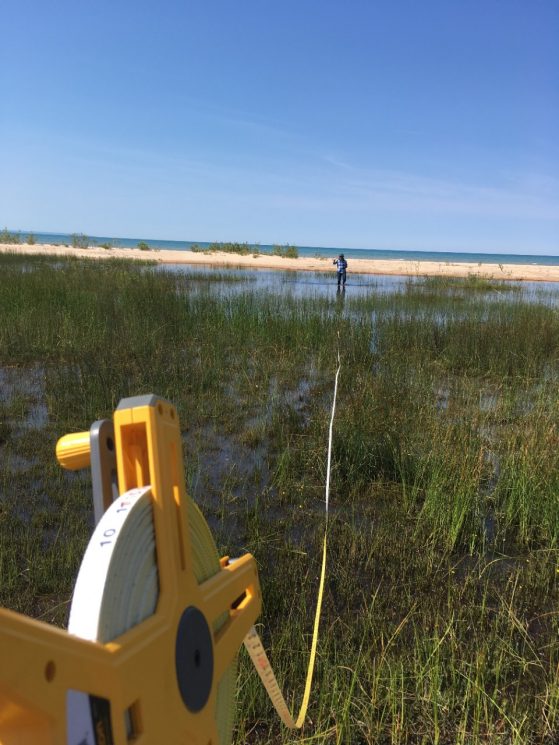 A yellow measuring tape extends the length of the photo to measure the width of a swale, a low tract of marshy land, on the dunes that border the beach at Pointe Aux Chenes