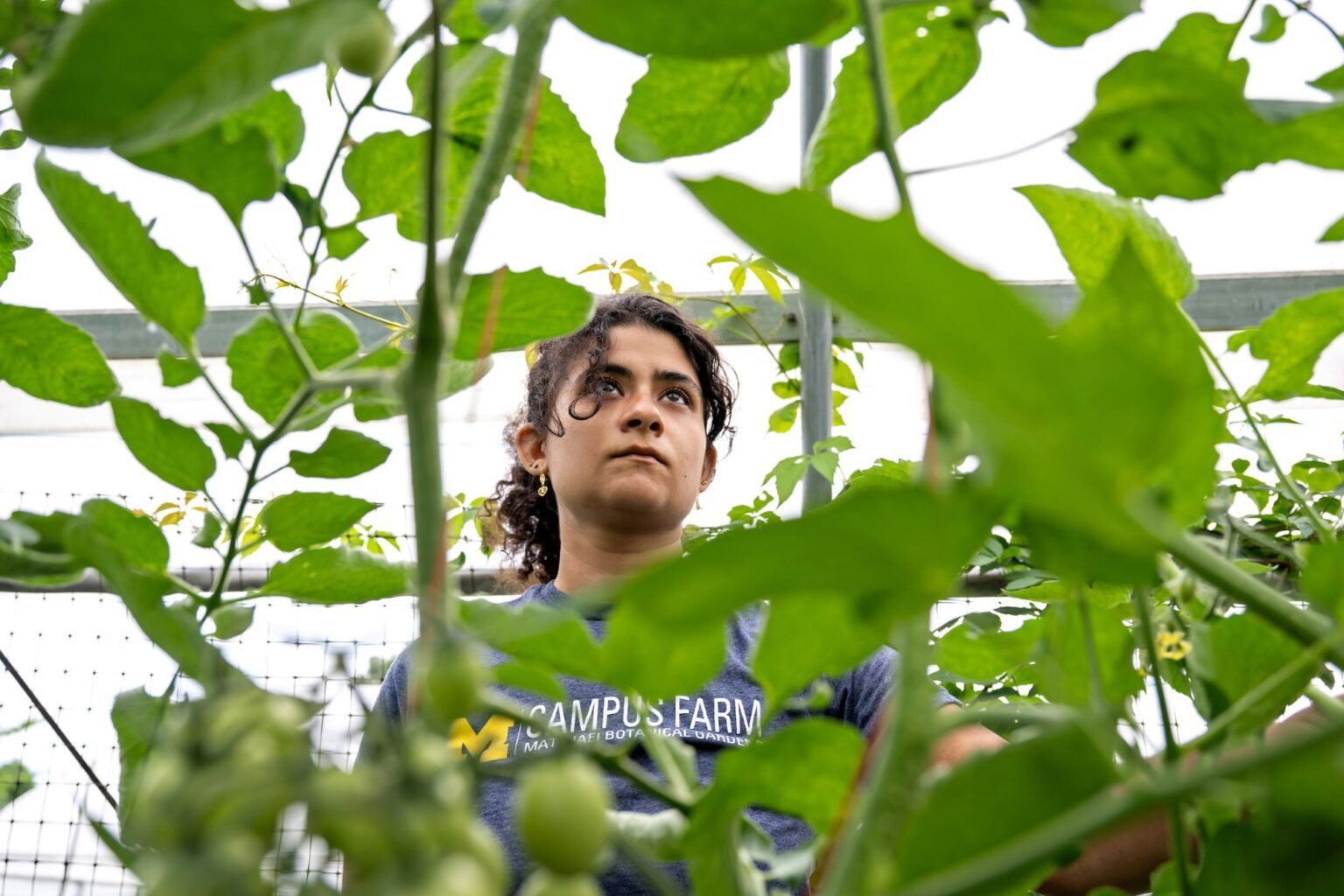 Photo of woman with curly hair among tomato plants