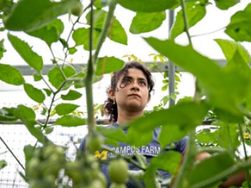 Photo of woman with curly hair among tomato plants