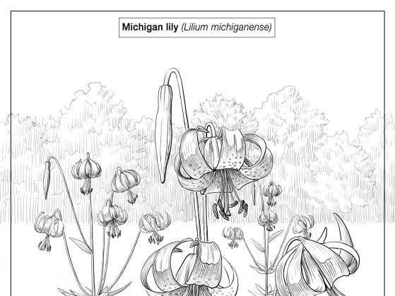 drawing of a Michigan Lily (Lilium michiganense)