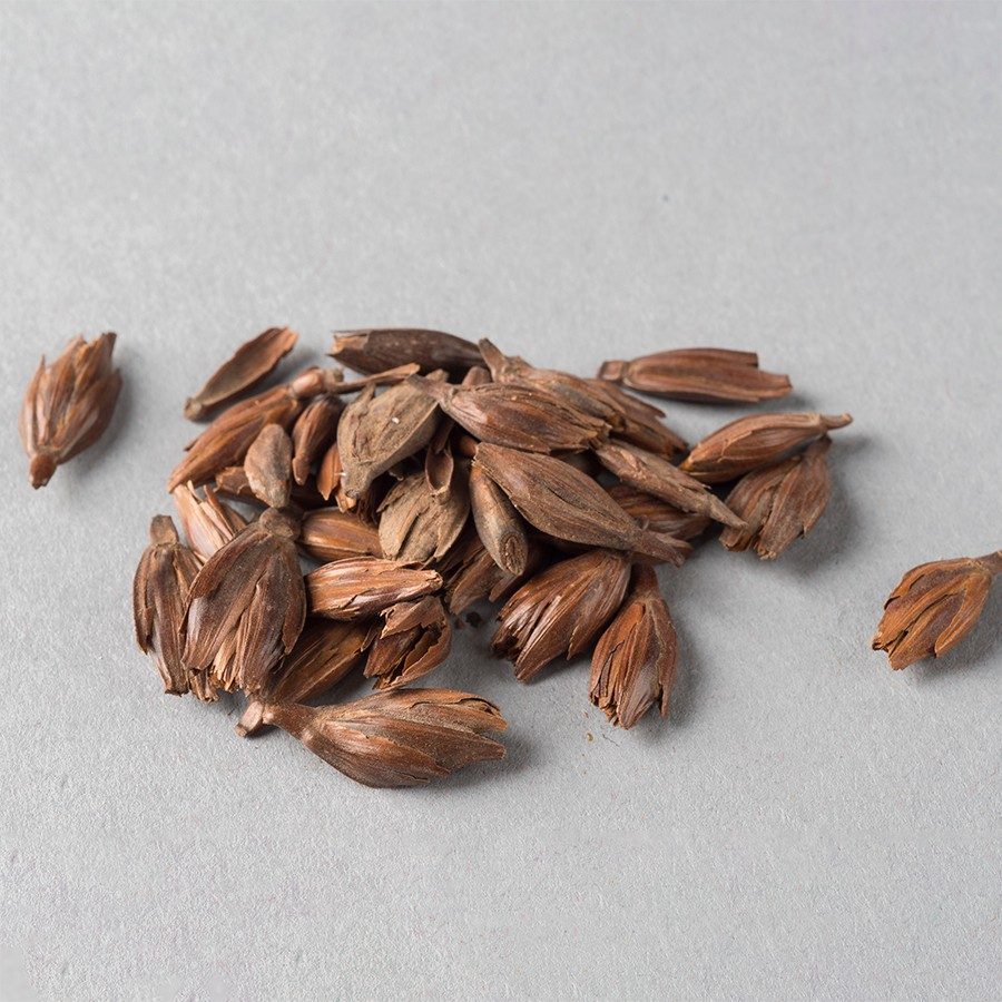 A small pile of grain seeds.