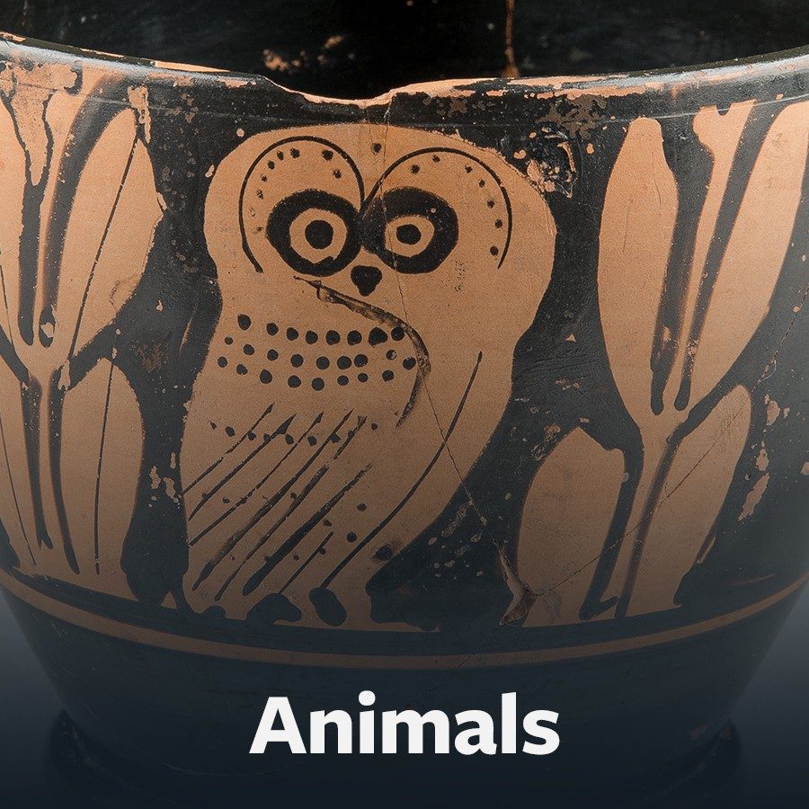 Button to the Animals scavenger hunt showing a Greek vessel with a painted image of an owl.