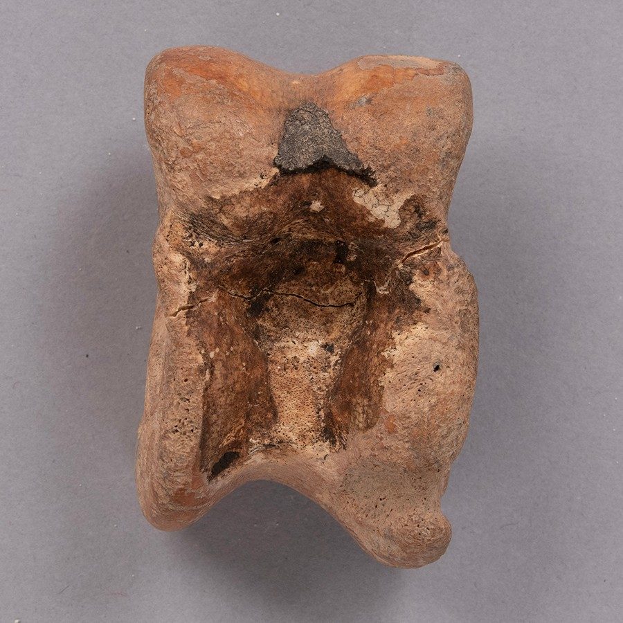 Small, brownish semi-rectangular bone with an indentation at its center.