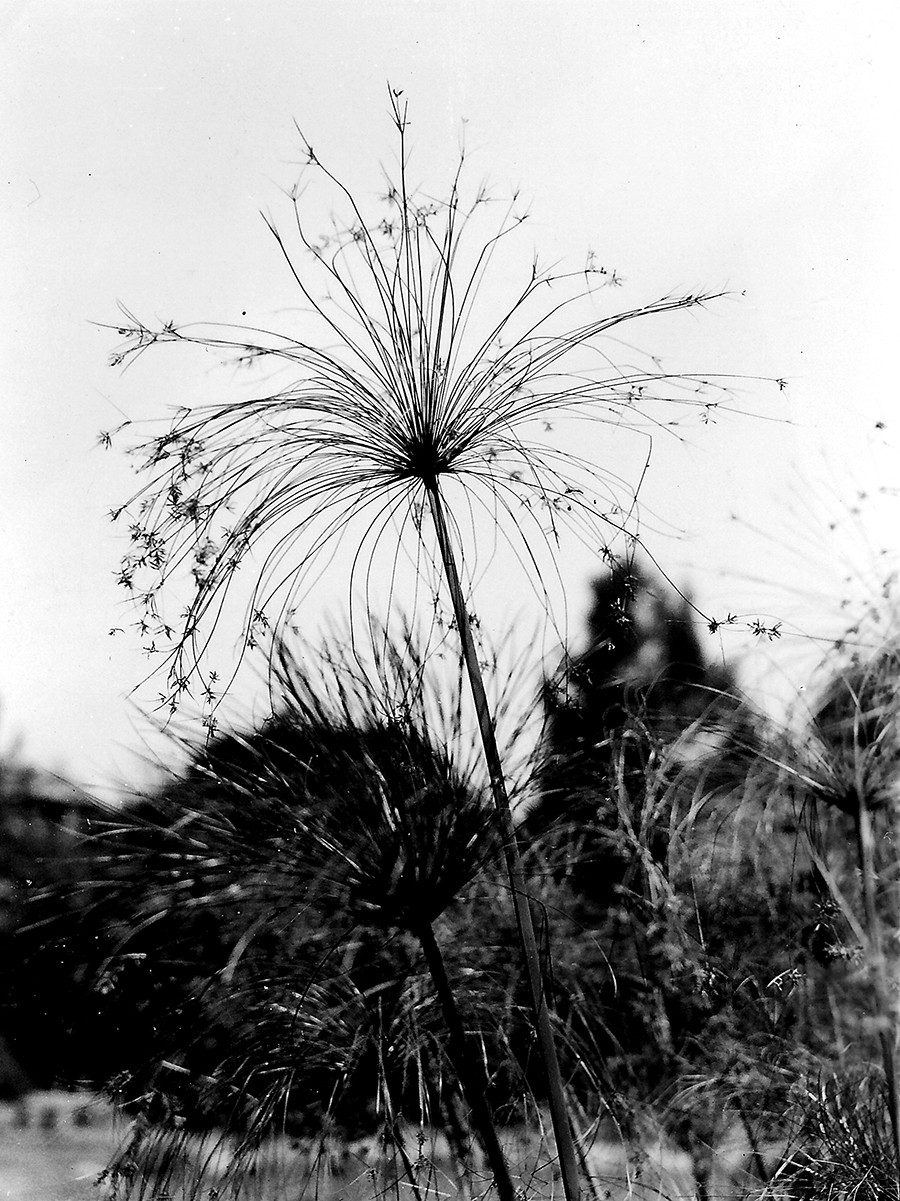Archival photo showing a stalk of papyrus growing against a clear sky.