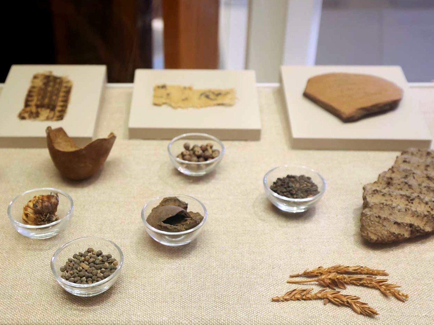 Kelsey Museum display showing food from Karanis, Egypt, including olive pressings, ears of barley, and small jars with seeds.