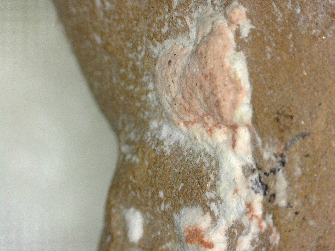 Close-up of surface of the dog’s leg.