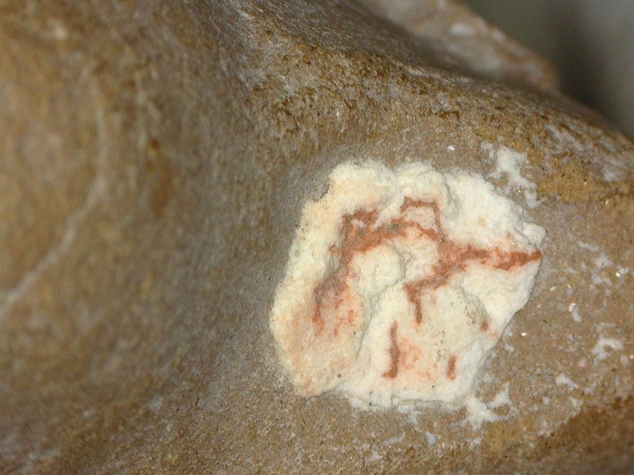 Close-up of surface of the dog's ear.
