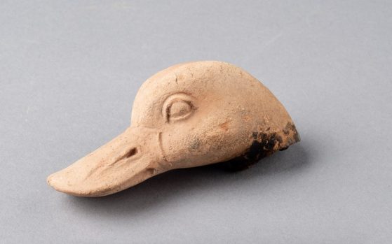 Head of a duck