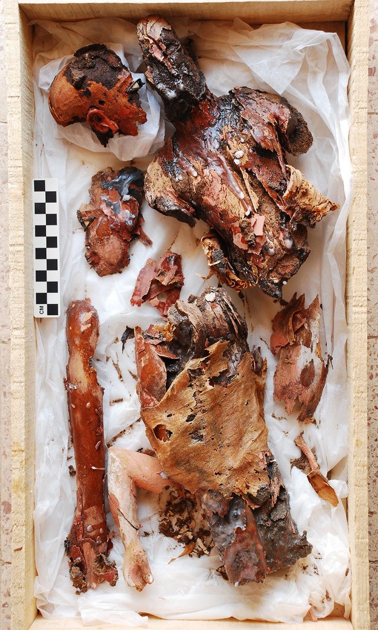 Broken, heavily damaged pieces of a small wooden figurine of a child resting in a cloth-lined box next to a measuring stick. 