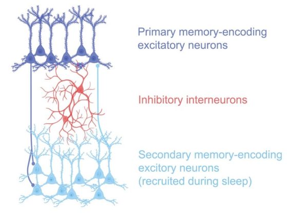 aton-universal-sleep-pattern-memories-neuron-circuit-diagram-web