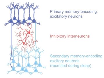 aton-universal-sleep-pattern-memories-neuron-circuit-diagram-web