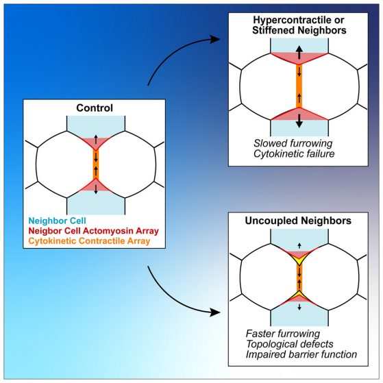 diagram of cells showing the control, cells when dividing cell is surrounded by cells that have increased contractibility, and when dividing cell is uncoupled from its neighbors